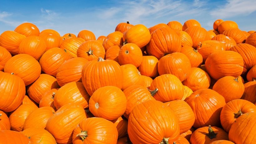 Only a Handful of These Seeds a Day Can Prevent Cancer and Fight Many More Diseases