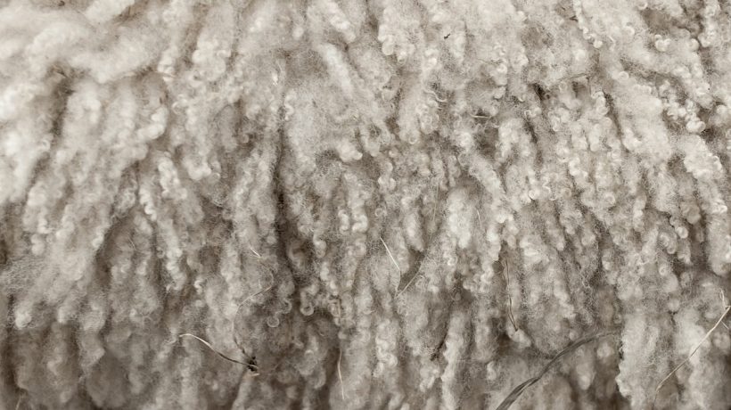 Facts About Wool