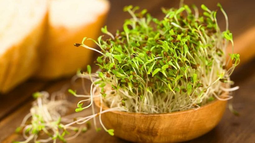 How to grow broccoli and wheatgrass sprouts at home: