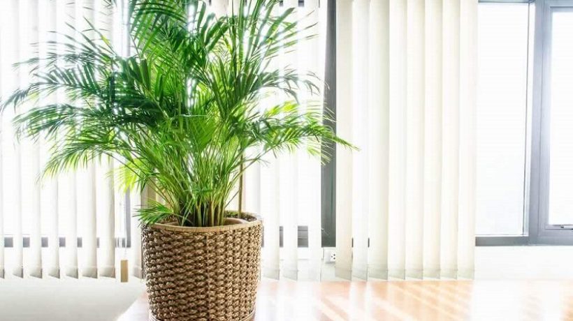 How to properly care for palm trees in pots