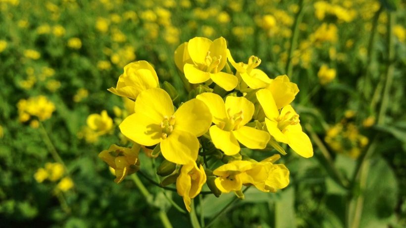 How to grow the mustard plant?
