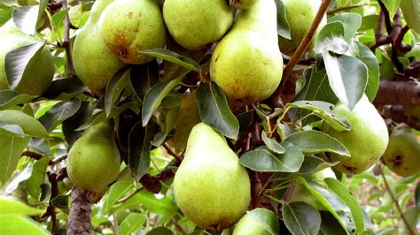 The Benefits of Growing Fruit Trees