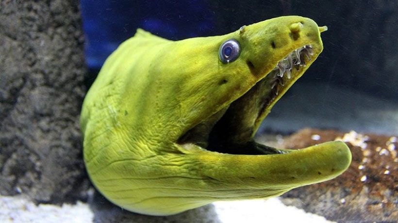 What do eels eat? – Power supply and characteristics