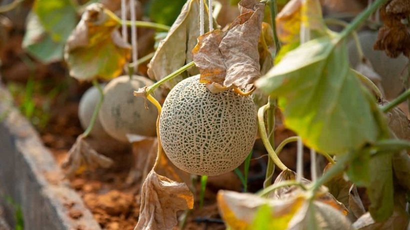 How many cantaloupe per plant