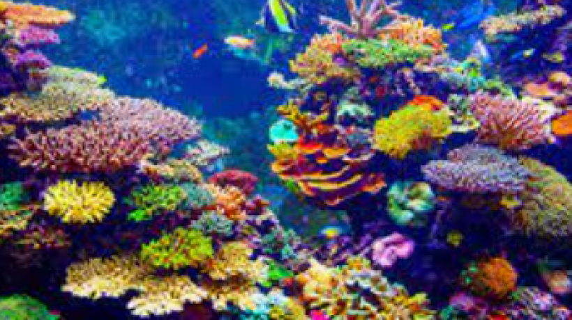 Oil spills and Coral reefs