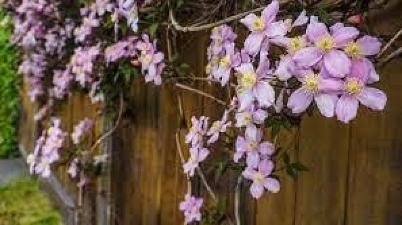 Climbing Plants that are Ideal for your Garden Fence