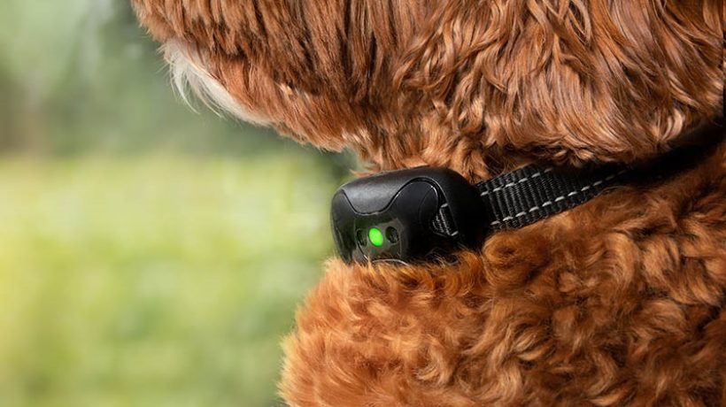 Side Effects of Shock Collars for Dogs
