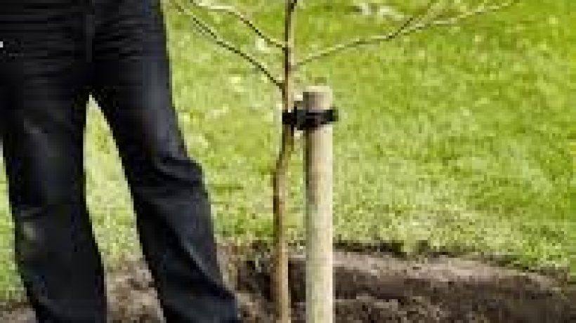 Creating a Place for Wildlife in Your Garden